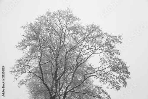 Crohn tree in winter. Bare branches  tree silhouette. Black-and-white photograph. Graphic image