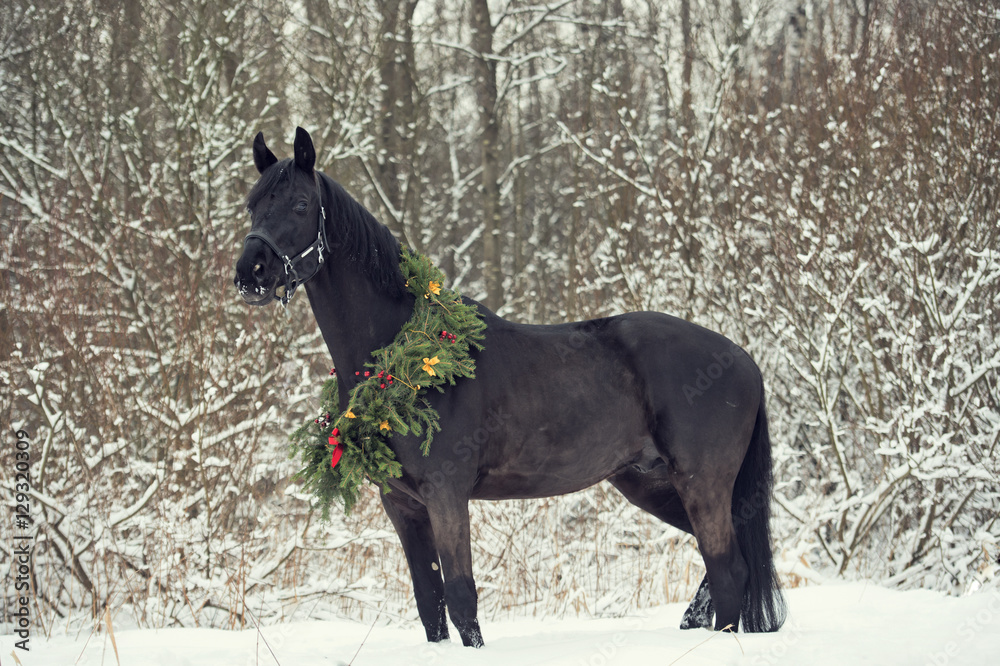 black horse with christmas wreath. winter black horse with christmas wreath. winter