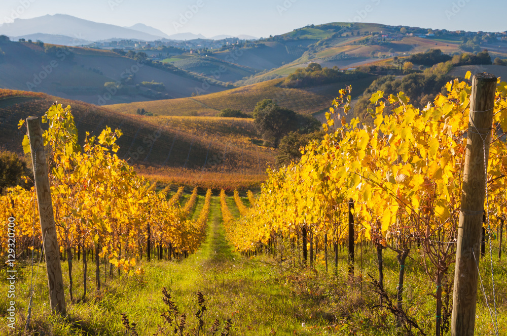 Colorful vineyard in fall