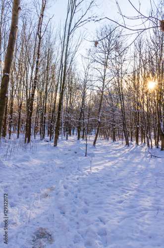 Winter forest during sunset