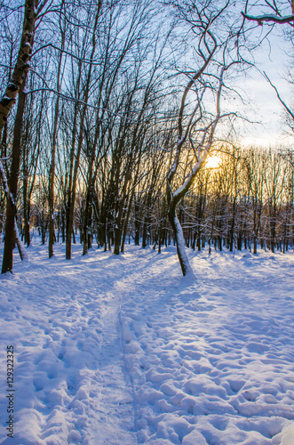 Winter forest during sunset