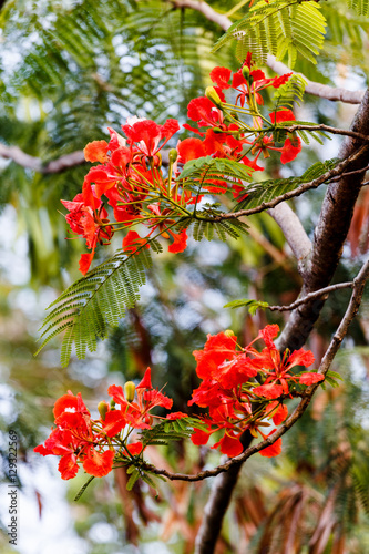 Wallpaper Mural flowers on the tree Torontodigital.ca