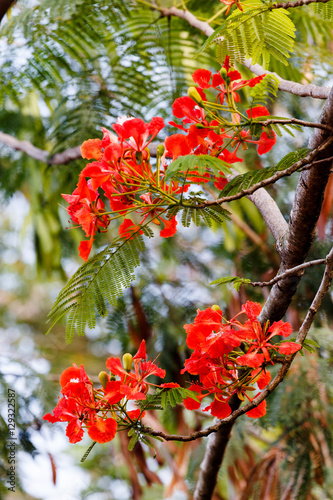 flowers on the tree