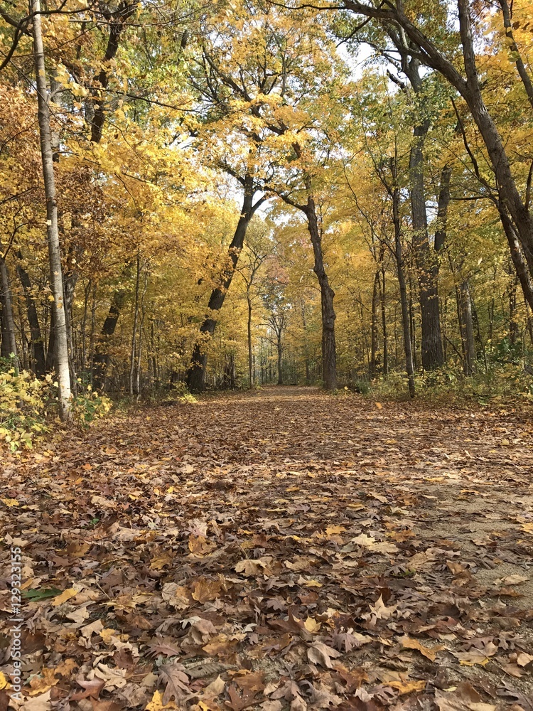 Fall colors Fall colors