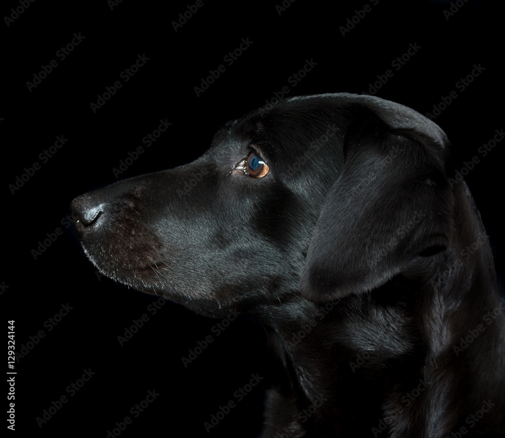 Black labrador retriever on black background.