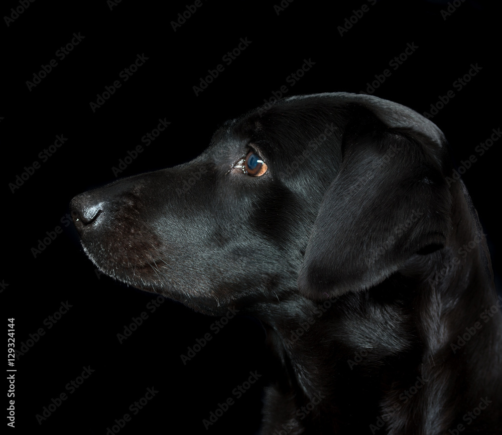 Black labrador retriever on black background. Black labrador retriever on black background.