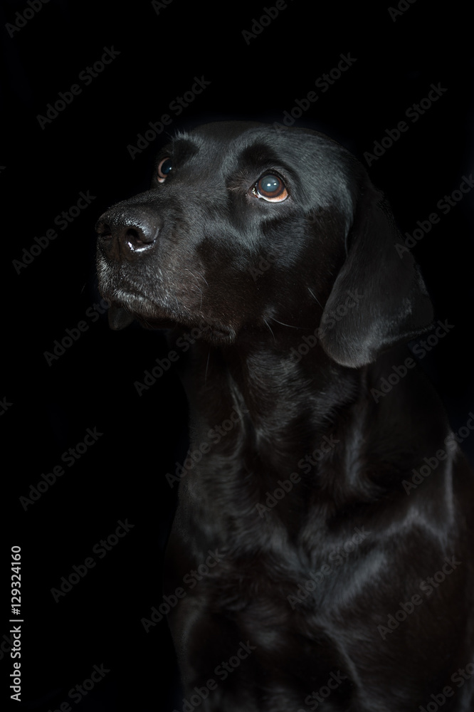 Black labrador retriever on black background.