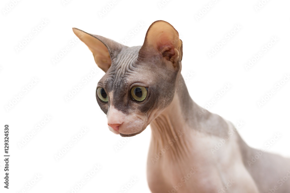 cat breed Sphynx on isolated white background