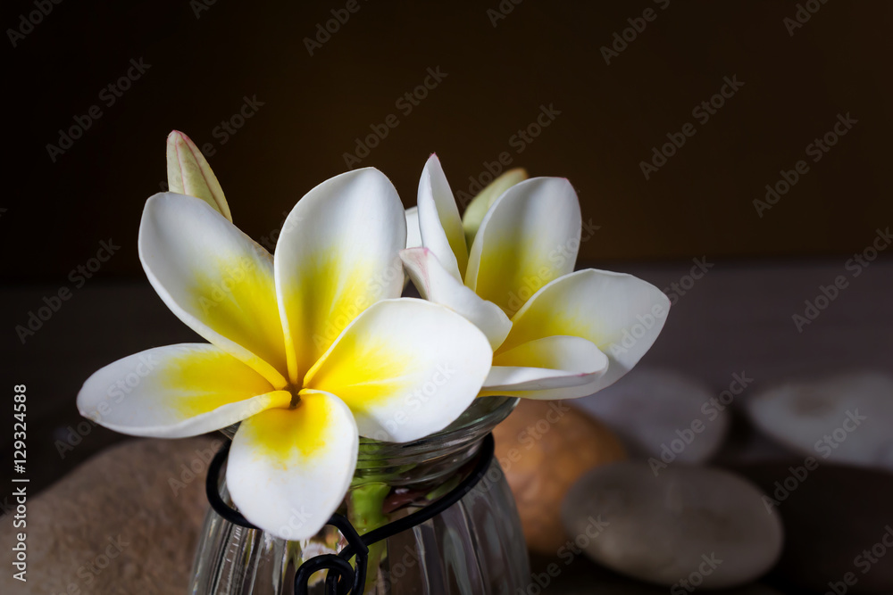 Fototapeta premium Flower yellow white plumeria or frangipani in glass vase