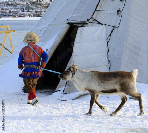 Traditional Sami reindeer-skin tents (lappish yurts) in Tromso .reindeer breeder photo