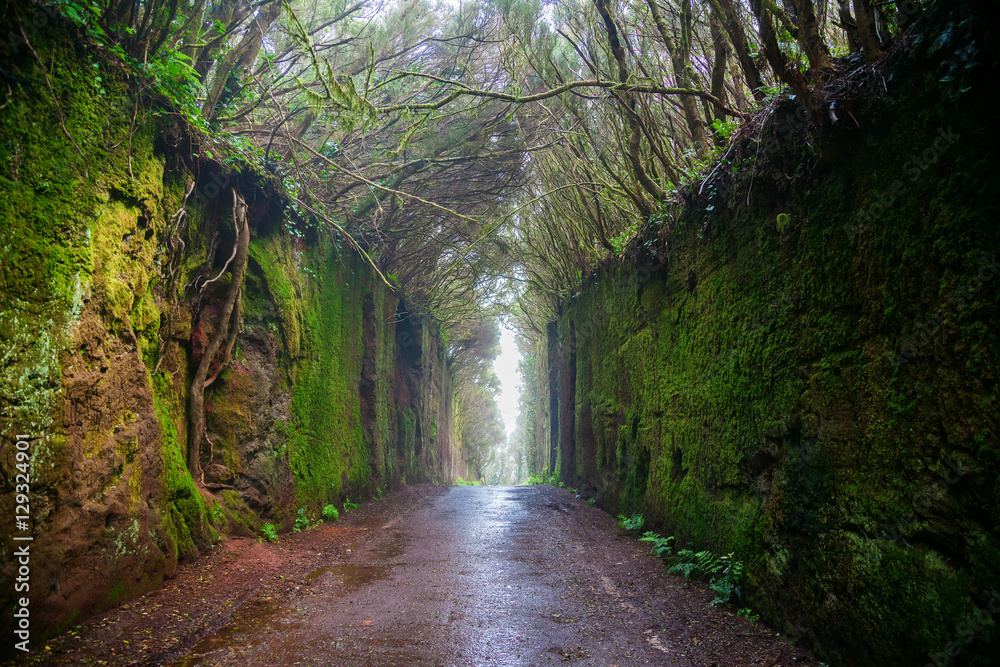 Naklejka premium fabulous tunnel in the Rural Park Anaga