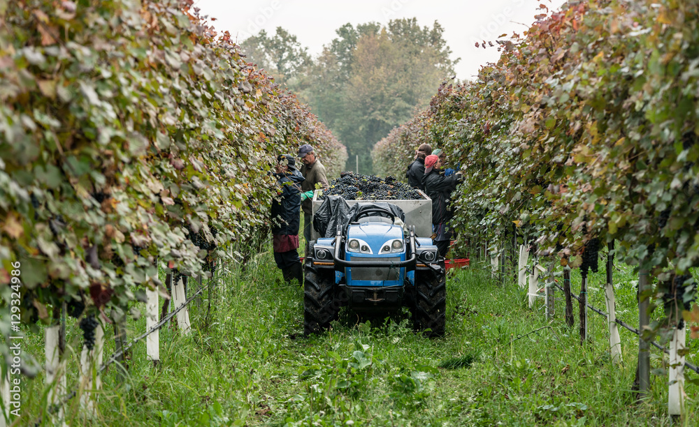 Worker harvesting Lambrusco grapes in Italian vineyard putting the fruit in tractor trailer Worker harvesting Lambrusco grapes in Italian vineyard putting the fruit in tractor trailer