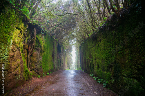 fabulous tunnel in the Rural Park Anaga photo