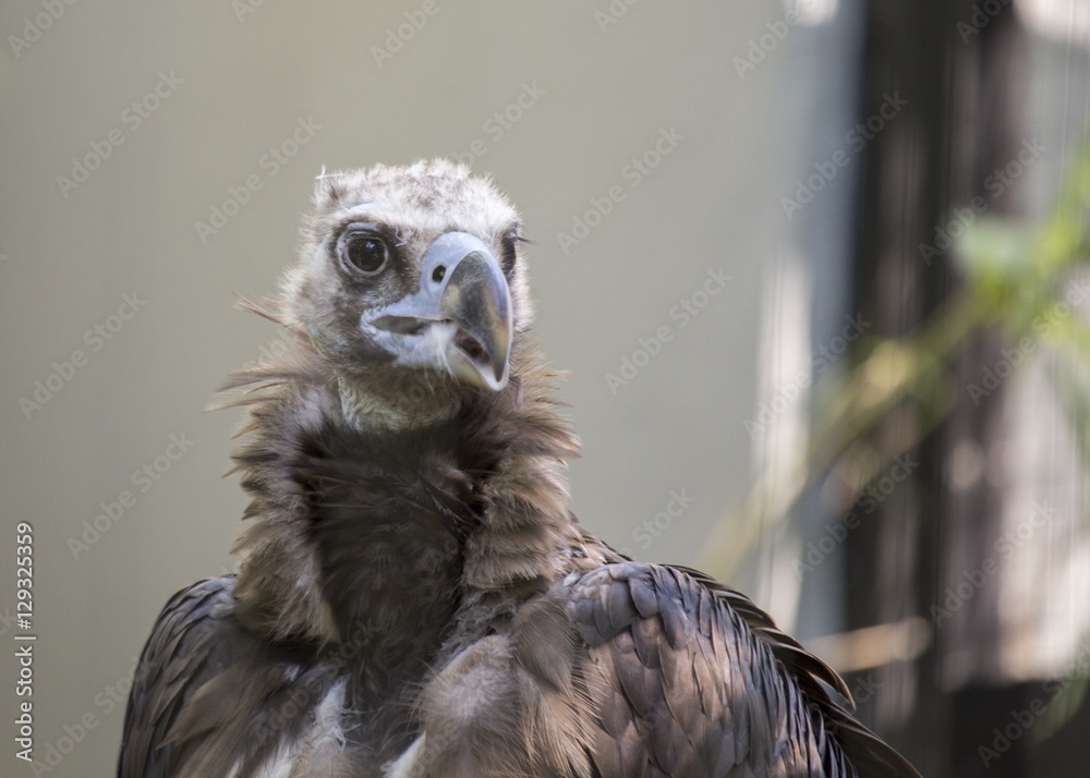 Eurasian Black Vulture (Aegypius monachus)