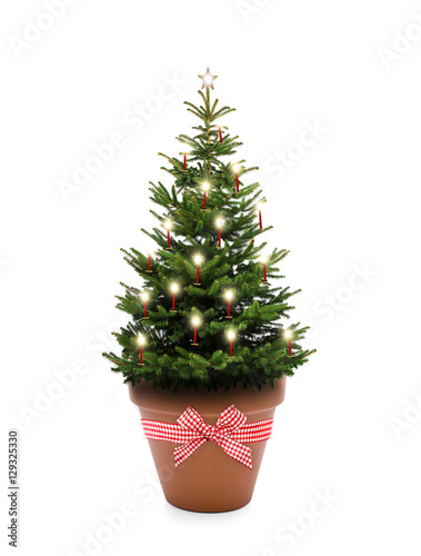 Weihnachtsbaum im Blumentopf