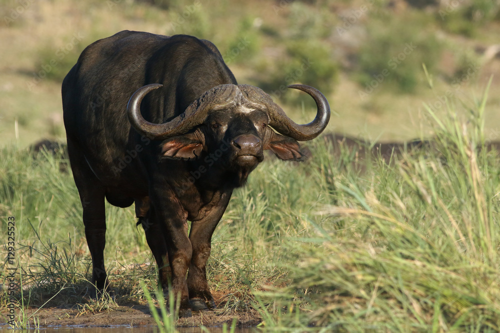 Male African buffalo (Syncerus caffer) standing in reeds with the rest of his herd in background Male African buffalo (Syncerus caffer) standing in reeds with the rest of his herd in background