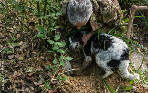 Man and his dog on black truffle hunt digging for the delicacy