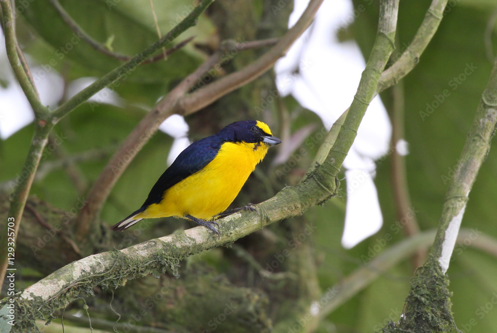 Thick-billed Euphonia (Euphonia laniirostris) Thick-billed Euphonia (Euphonia laniirostris)