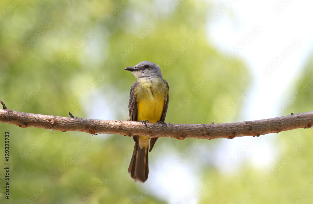 Tropical Kingbird (Tyrannus melancholicus) Tropical Kingbird (Tyrannus melancholicus)