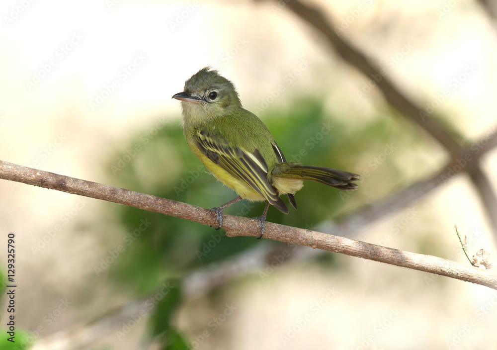 Yellow-olive Flycatcher (Tolmomyias sulphurescens) Yellow-olive Flycatcher (Tolmomyias sulphurescens)