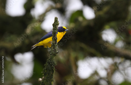 Thick-billed Euphonia (Euphonia laniirostris) photo