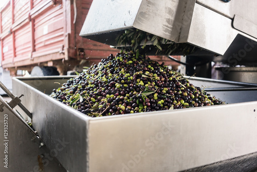 Olives being emptied into a washing machine at olive oil factory photo