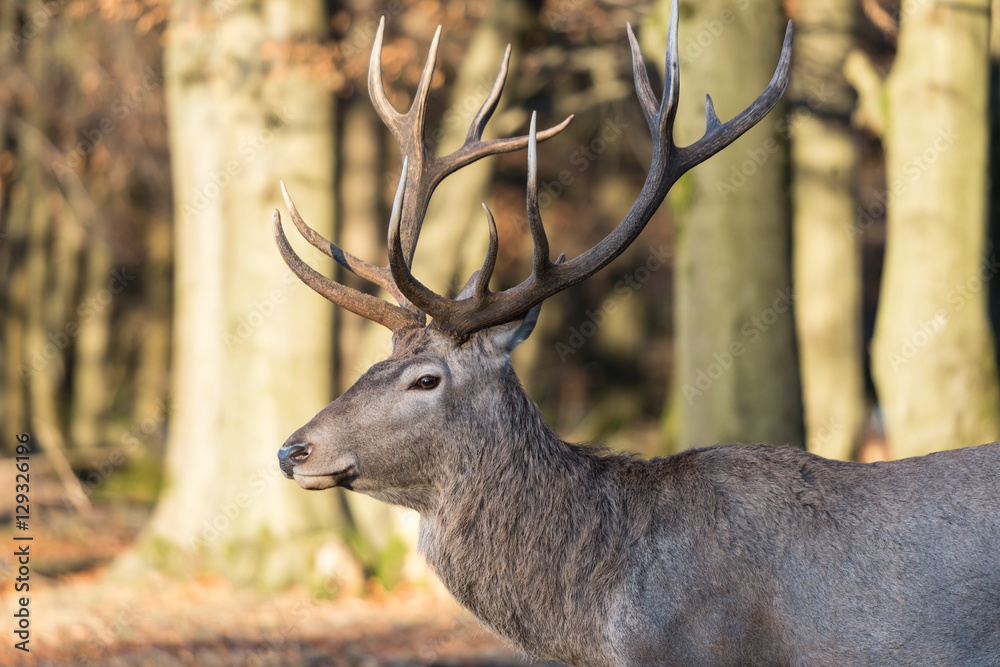deer in the autumn deer in the autumn