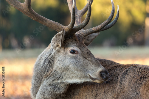 deer in the autumn