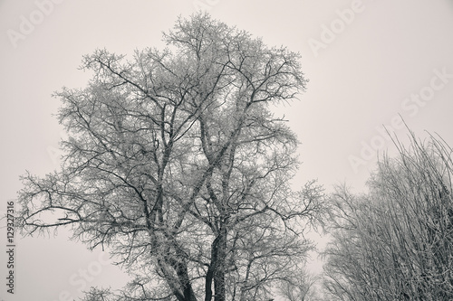 big winter tree, bare branches without leaves, covered with hoarfrost. Silhouette of a tree