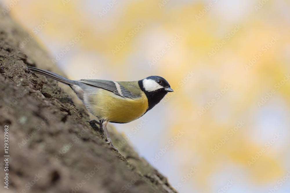 Naklejka premium tit on a tree trunk in autumn