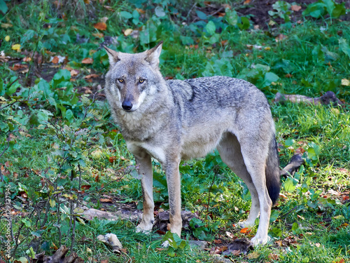 Grey wolf  Canis lupus 