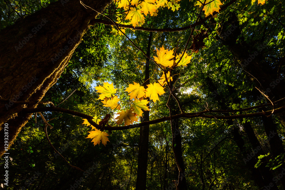 Fototapeta premium Vibrant autumn colors on a sunny day in the forest, with bright colored tree tops