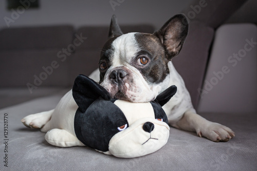 French bulldog lying with his teddy dog friend