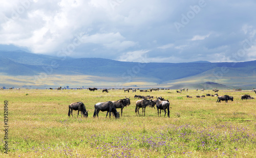 Herds of zebra and blue wildebeest grazing in the savannah at Ngorongoro Crater Conservation Area  Tanzania. East Africa