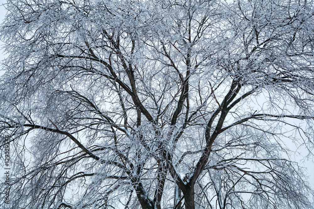 Tree, covered with ice and frost. Winter natural background. the texture of the tree branches Tree, covered with ice and frost. Winter natural background. the texture of the tree branches