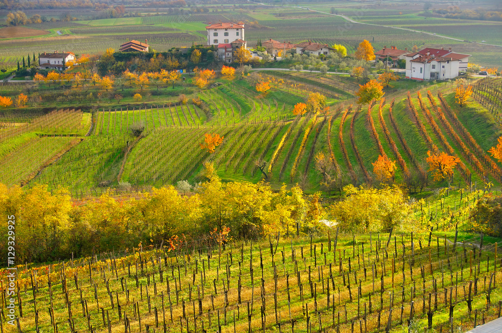 Collio Wine region, Friuli Venezia Giulia, Italy
