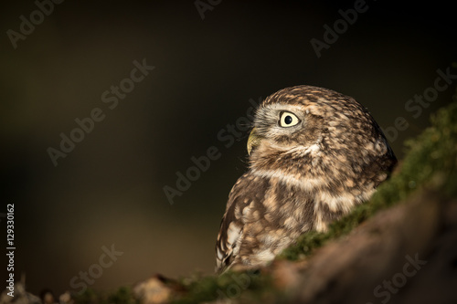 Adult Little Owl