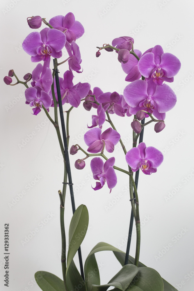 Orquideas_fondo claro1