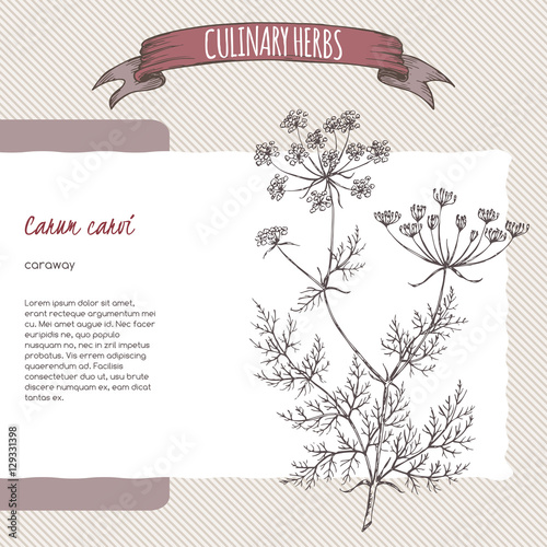 Caraway aka Persian cumin, Carum carvi, hand drawn sketch.