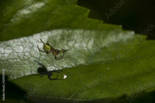 Naklejka The green spider