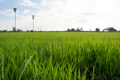 Asia rice farm landscape background
