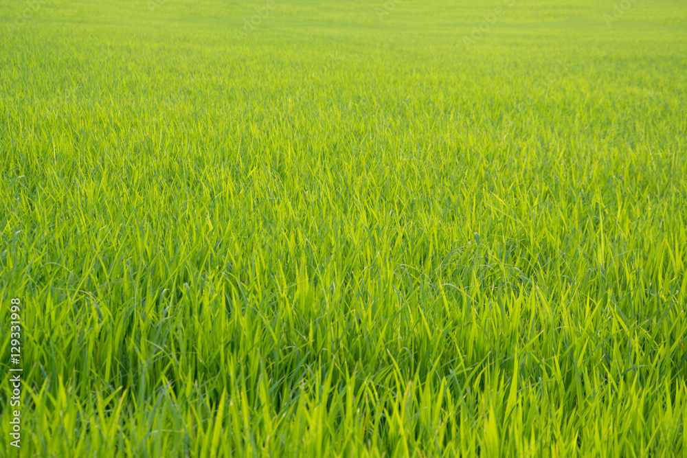 Asia rice farm landscape background Asia rice farm landscape background