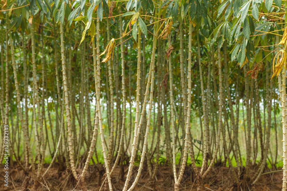 Obraz premium Cassava tree