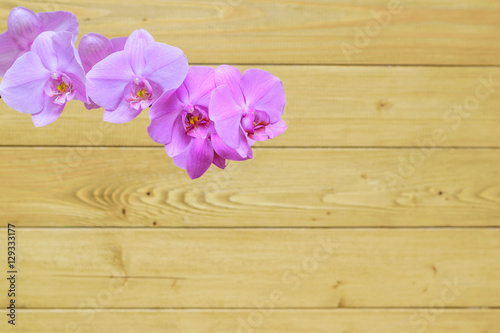 Orchid flowers on a background of a wooden wall.