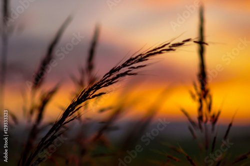 grass field outdoor by countryside for background