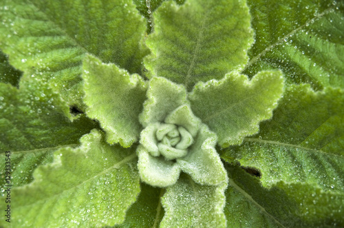 Dense rosette of leaves of mullein closeup. photo