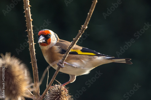 Goldfinch (Carduelis Carduelis) photo