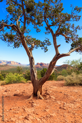 Sedona desert beauty © Fotoluminate LLC