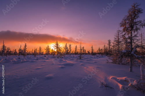 Winter landscape with forest, cloudy sky and sun. Pink and violet.