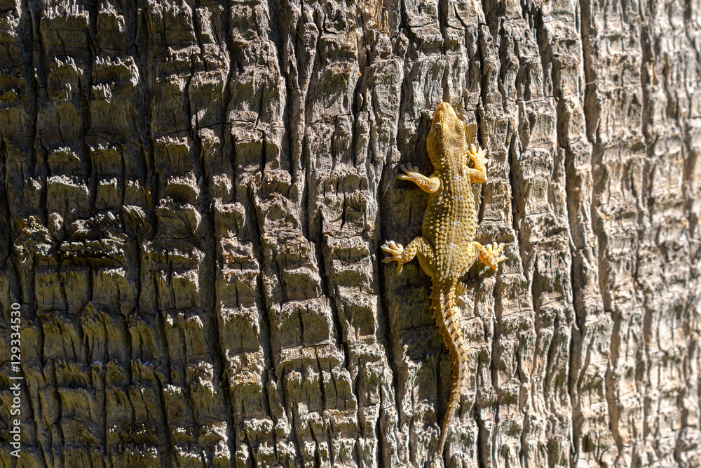 Fototapeta premium Close view of yellow lizard crawling on a tree trunk.
